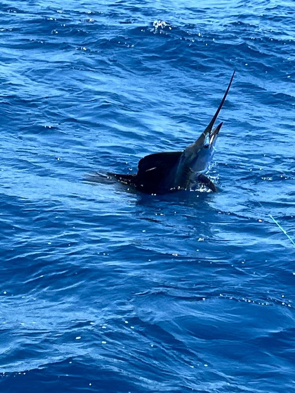 Sailfish on — catch & release