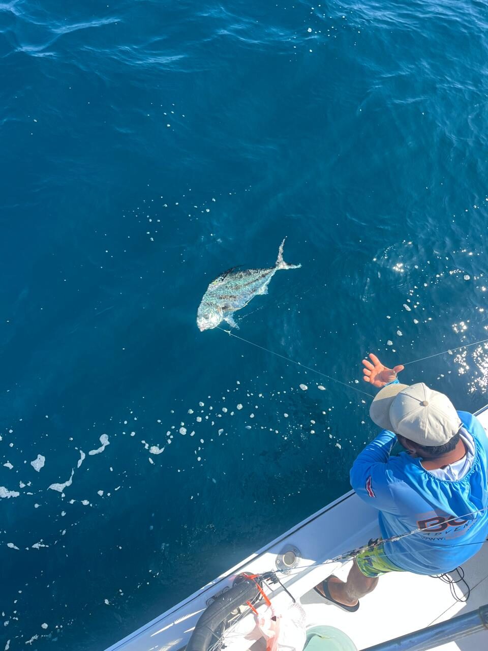 Yellowfin tuna boatside